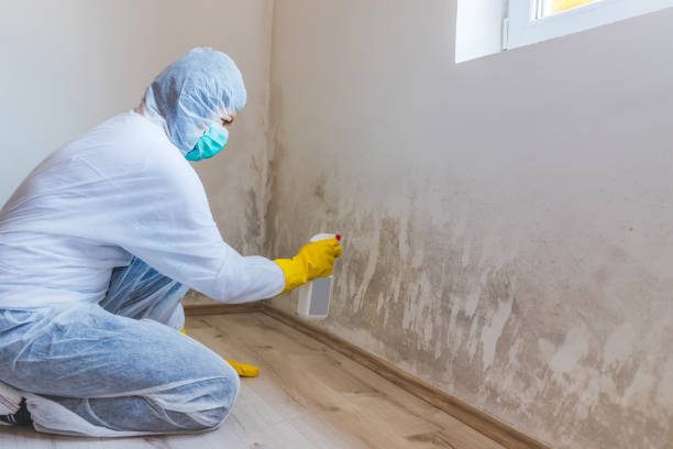 Licensed Mold Removal service in Weston, FL - WQB Mold Removal